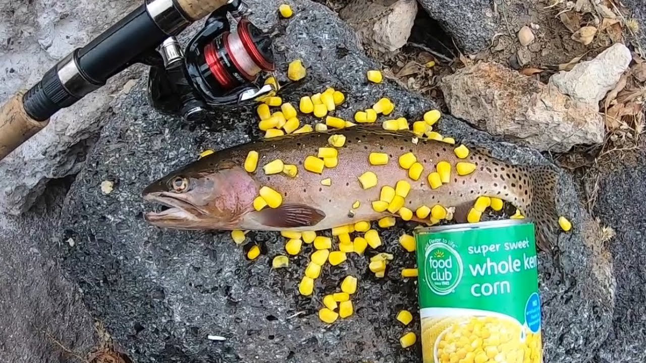 Can Corn Be Used As Bait for Trout Fishing? Proven Tips to Catch More!