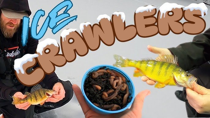 Do Nightcrawlers Work for Ice Fishing? Expert Tips and Insights