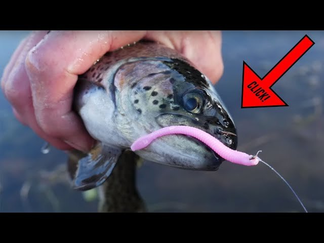 Are Maggots Effective Bait for Trout Fishing: Expert Insights