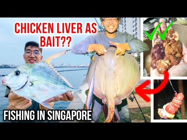 Is Chicken Liver Good for Saltwater Fishing? Expert Tips Revealed