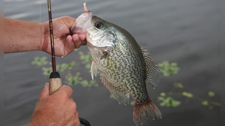 Crappie in Ohio: Top Spots and Expert Tips for Big Catches