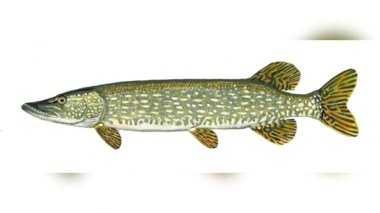 Fish Northern: Top Tips for Catching Trophy Pike This Season