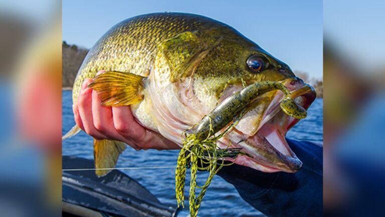 Jigs for Largemouth Bass | Proven Tips to Catch More Fish