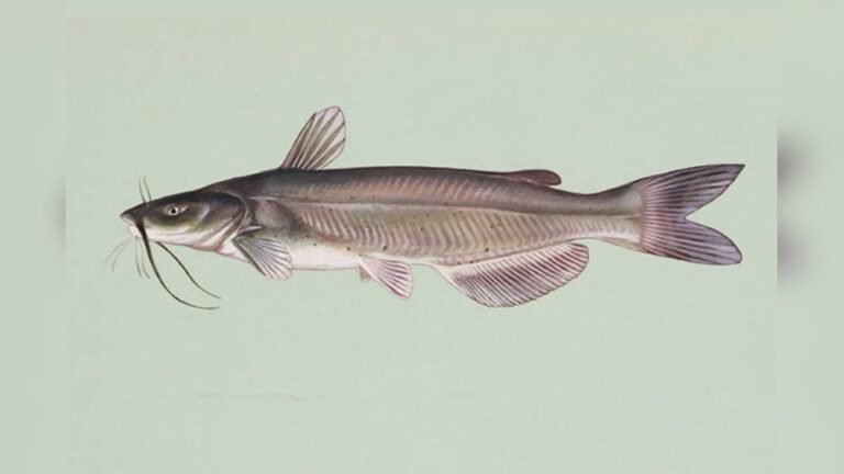 Nc Catfish: Ultimate Guide to Catching Trophy Fish Fast