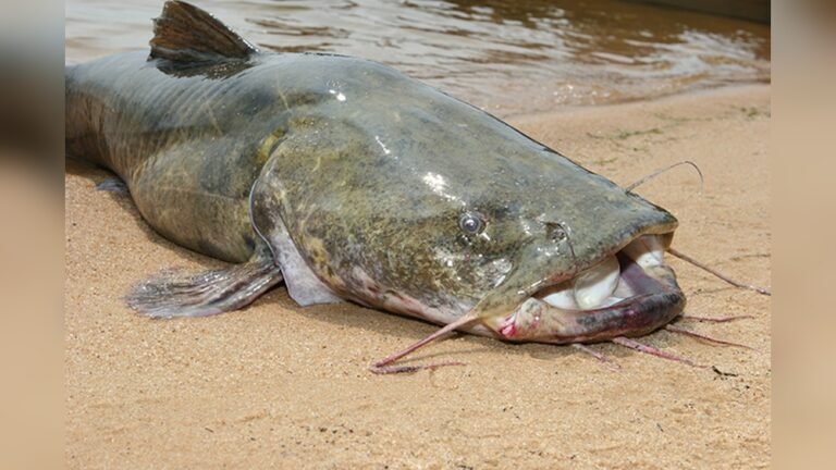 Texas Catfish – Best Spots, Tips, and Recipes