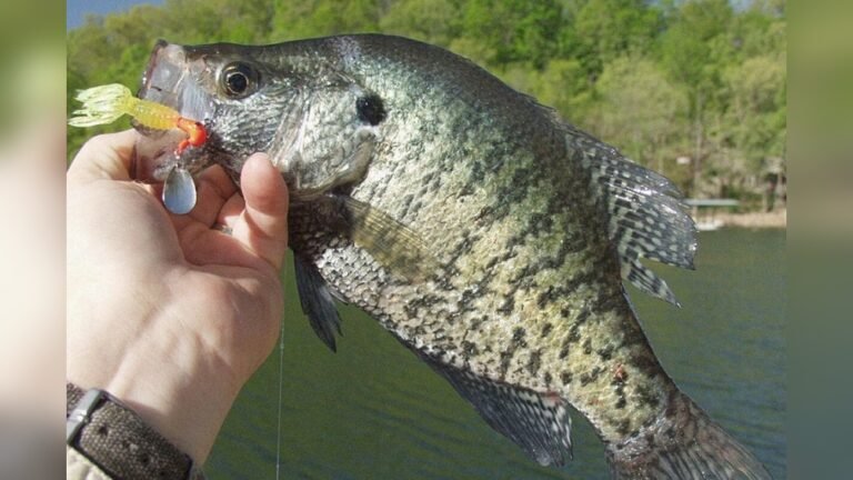When Do Crappie Spawn in Missouri: Peak Times and Tips