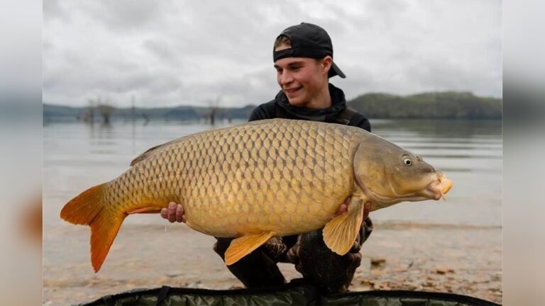 Hook Line And Sinker How Mussels Can Elevate Your Carp Fishing Success
