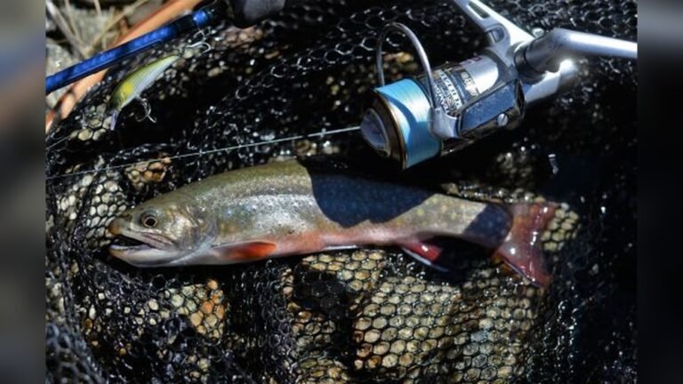 What Size Reel Is Best for Trout Fishing?