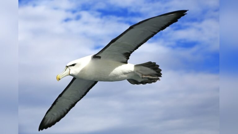 What is an Albatross in Golf: Meaning, Scoring, and Rarity
