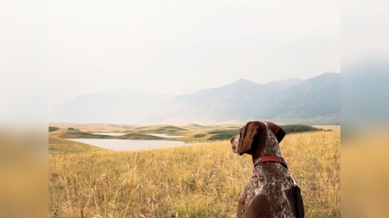 Best Dog Breeds for Hiking: Top Active Companions for Trails