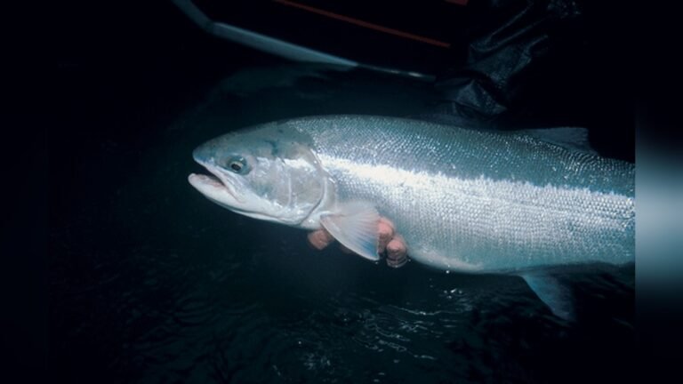 California Steelhead Fishing Rivers: Top Spots for Epic Catches