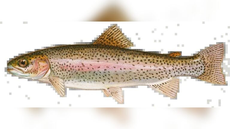 Spanaway Lake Fish Species: Top Angler’s Guide to Trophy Catches
