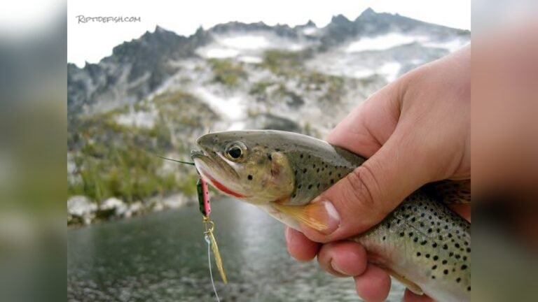 Trout Fishing Bay Lake Washington: Ultimate Guide for Anglers