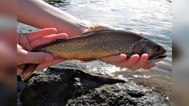 Trout Fishing Clear Lake Washington: Ultimate Guide for Anglers